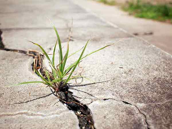 Grass pushing through a crack in a concrete driveway
